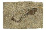 Oligocene Fossil Deep-Sea Hatchetfish (Polyipnus) - Poland #320595-1
